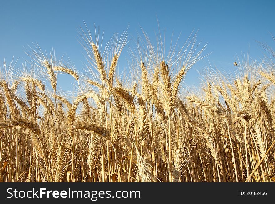 Golden wheat against the blue sky