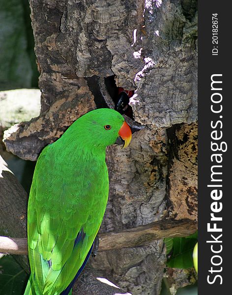 Beautiful Male Eclectus Parrot from the Island of Maluccon Indonesia