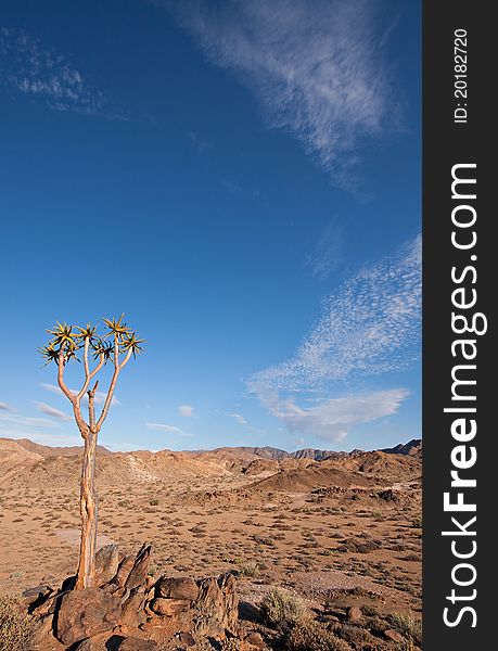 The dry desert landscape with a single quiver tree in the Ai-Ais Richtersveld Transfrontier Park in South Africa. The dry desert landscape with a single quiver tree in the Ai-Ais Richtersveld Transfrontier Park in South Africa