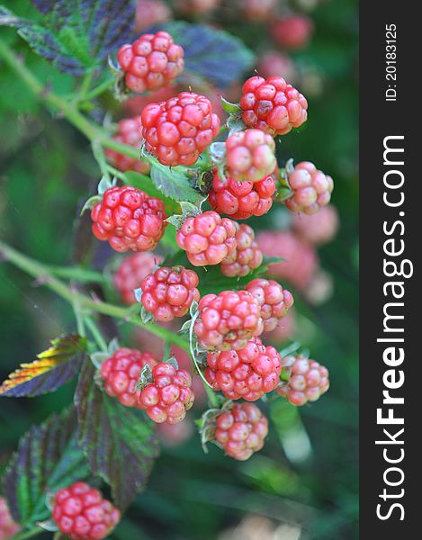 Unripened Wild Blackberries