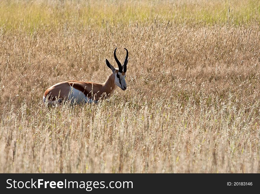 Springbok In Kalahari