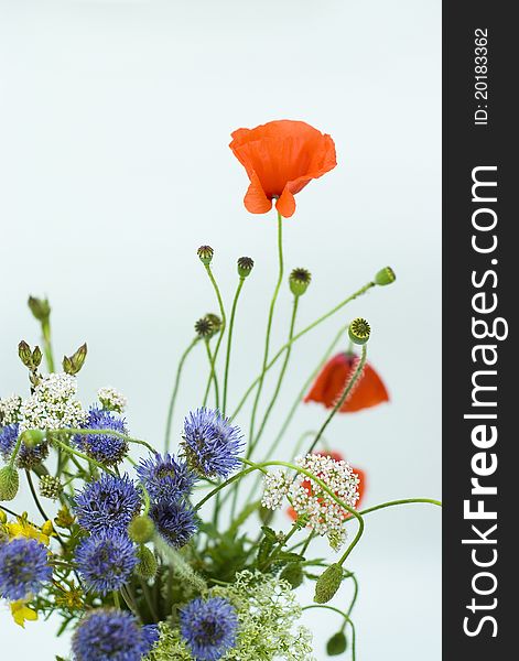 Red poppies with wild flowers isolated on a white background. Red poppies with wild flowers isolated on a white background