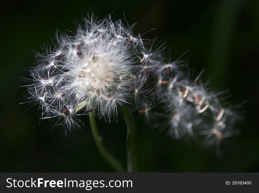 Dandelion Fluff