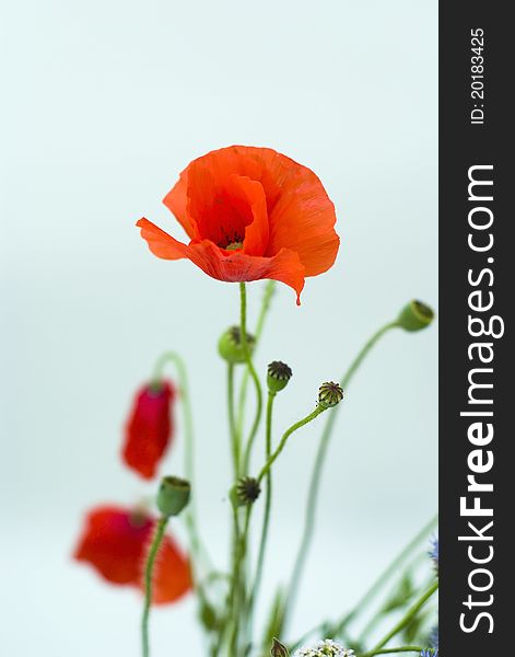 Red poppies isolated on a white background. Red poppies isolated on a white background