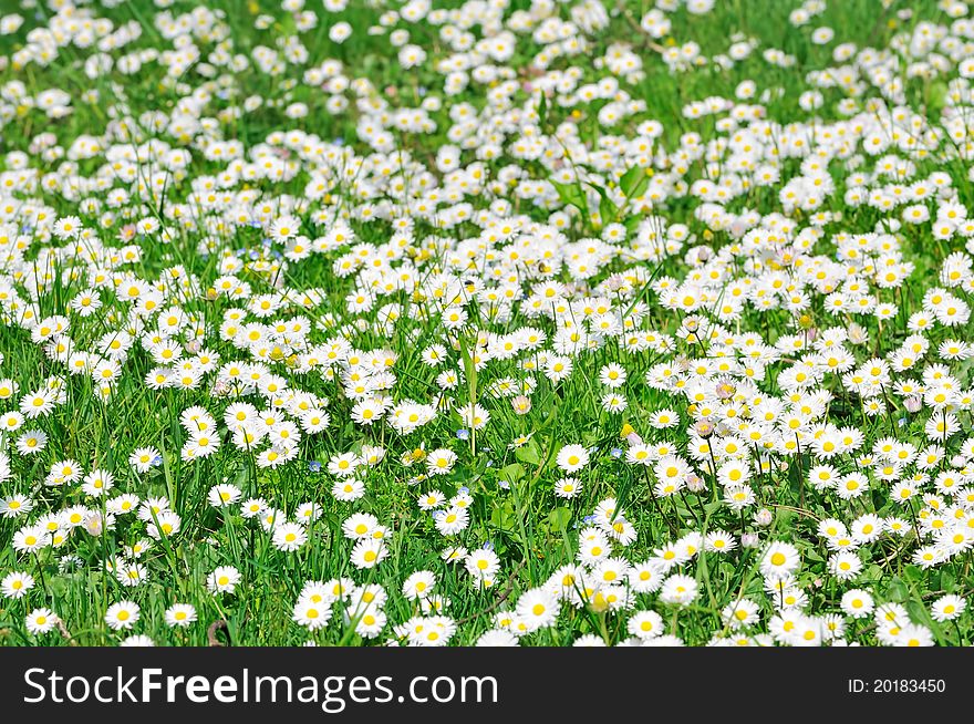 Field Of White Daisies