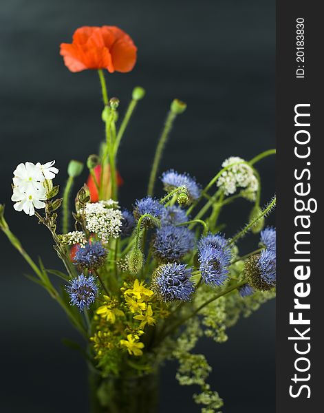 Wild flowers isolated on the black background. Wild flowers isolated on the black background