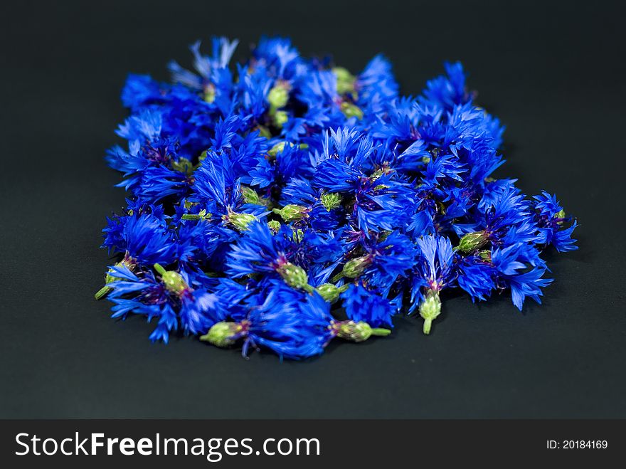 Blue Cornflowers On Black Background