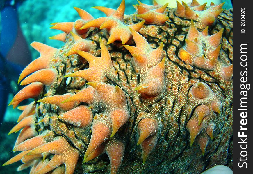 Sea cucumber underwater prickly redfish