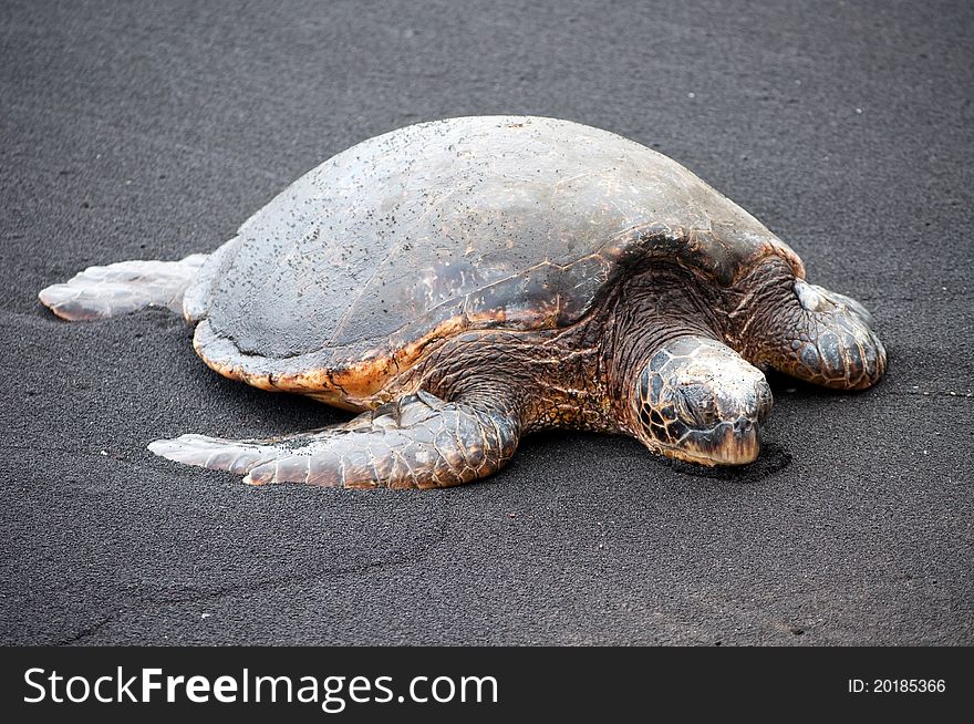 A sea turtle on a black sand beach