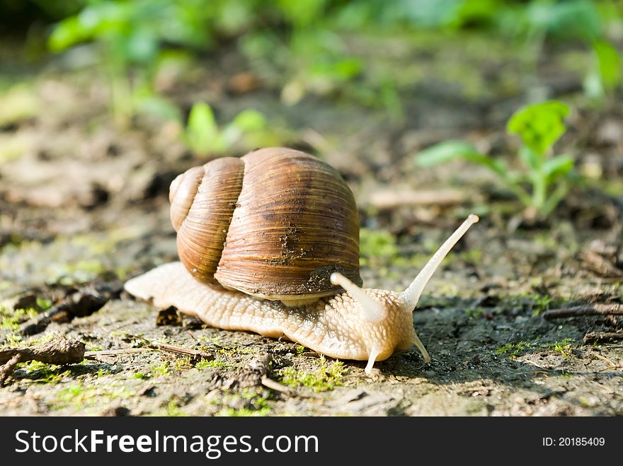 Snail is climbing up, image from nature series: snail on leaf