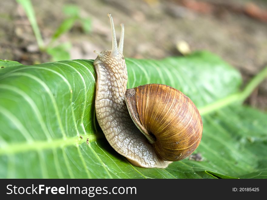 Snail is climbing up, image from nature series: snail on leaf