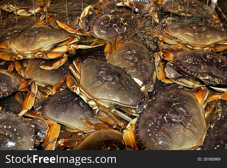 Edible crabs in tank of water. Edible crabs in tank of water