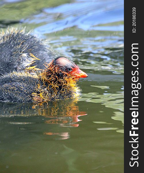 Baby Coot Chicks Reflected In Water. Baby Coot Chicks Reflected In Water
