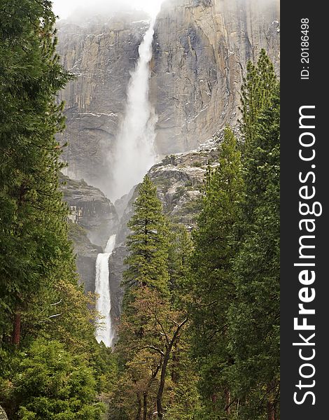 Yosemite Falls and Ponderosa Forest
