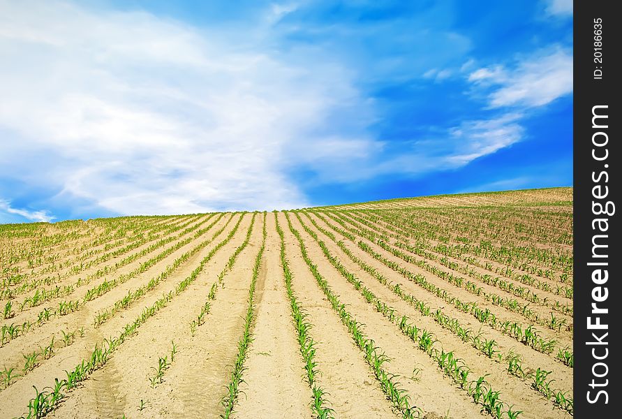 Field over blue sky in the countryside in the evening