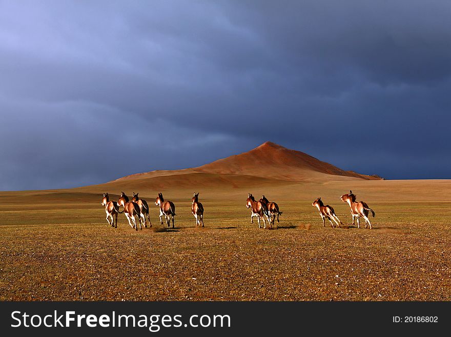 Wild donkeys running across the barren Qinghai-Tibet Plateau at sunset. Wild donkeys running across the barren Qinghai-Tibet Plateau at sunset