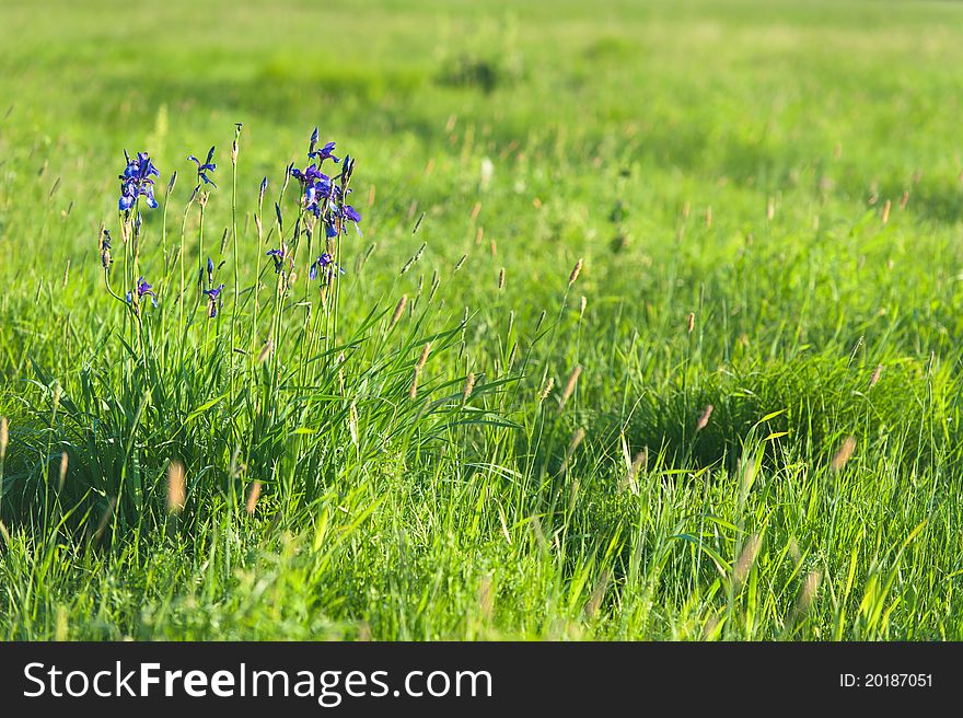 Wild flowers