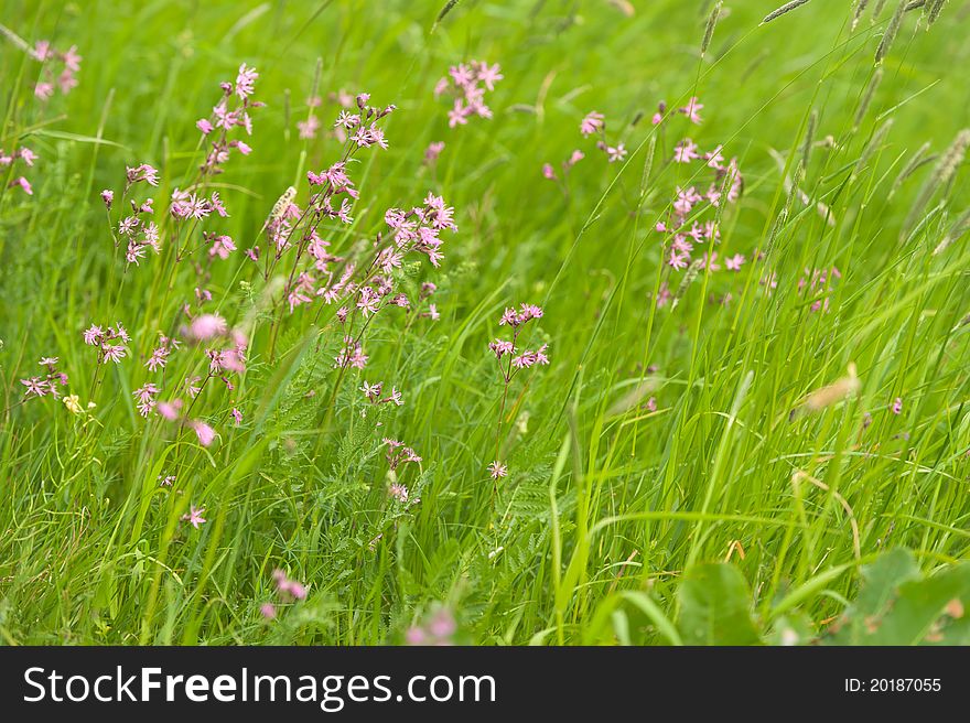 Wild Flowers