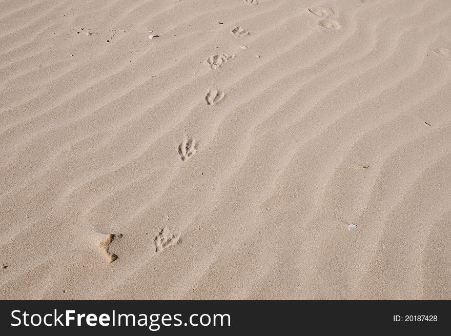 Sand pattern with traces of a bird. Sand pattern with traces of a bird