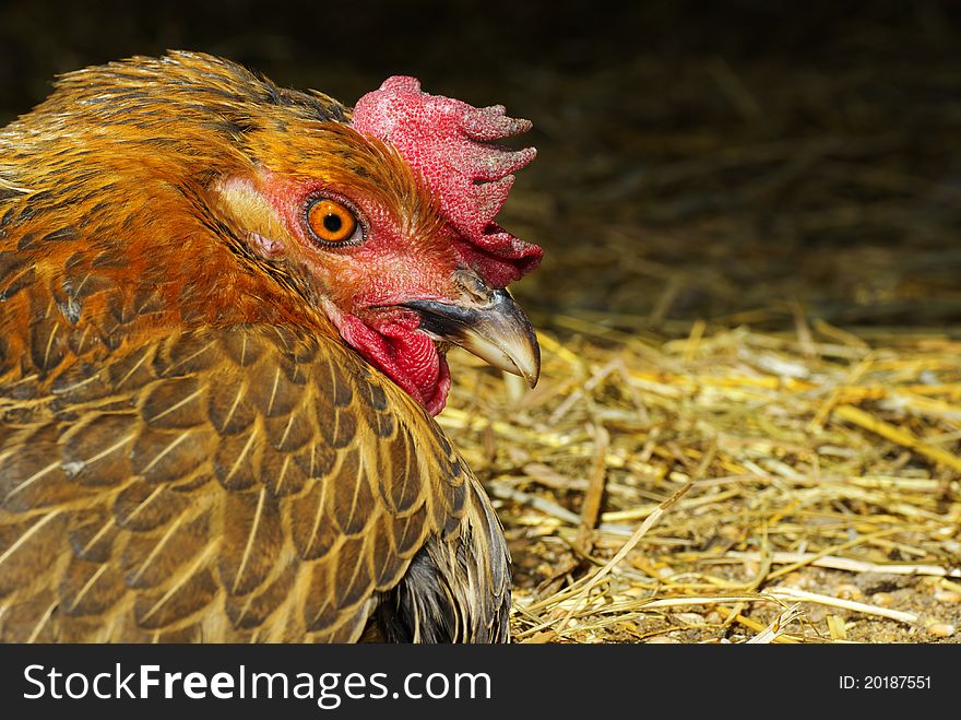 Chicken hen, mother hen incubating Chicken, isolated on black background