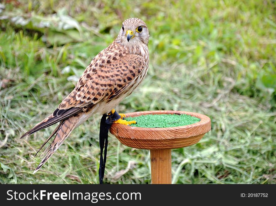 Falcon sitting ready for flight demonstrations and hunting