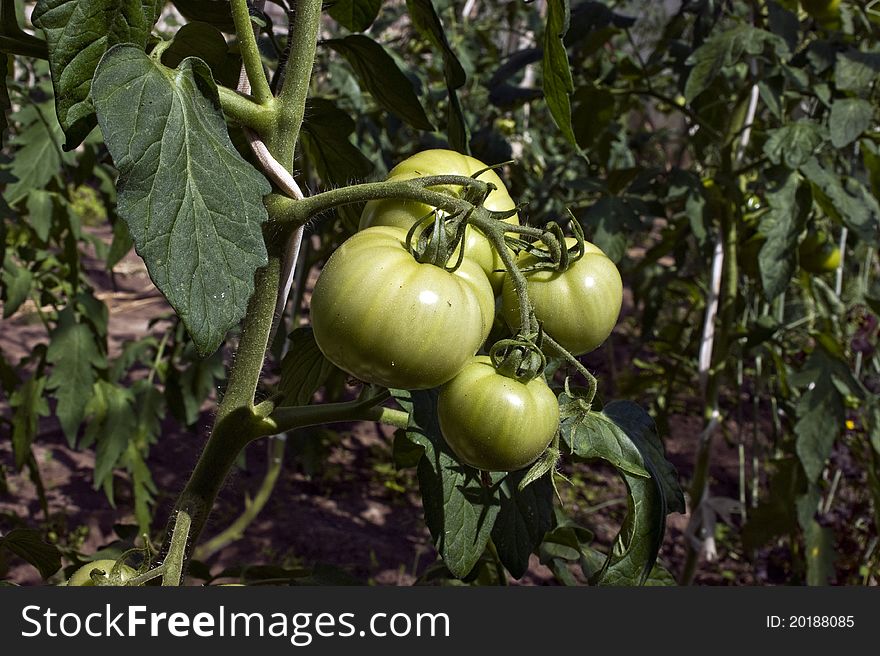 Several green tomatoes on a vine