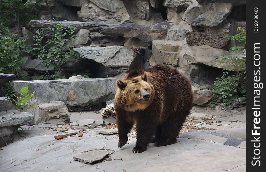 Brown Bear is the most widely distributed bear or related species, which can see in many parts of Eurasia and North America .