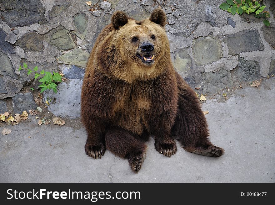 Brown Bear is the most widely distributed bear or related species, which can see in many parts of Eurasia and North America .