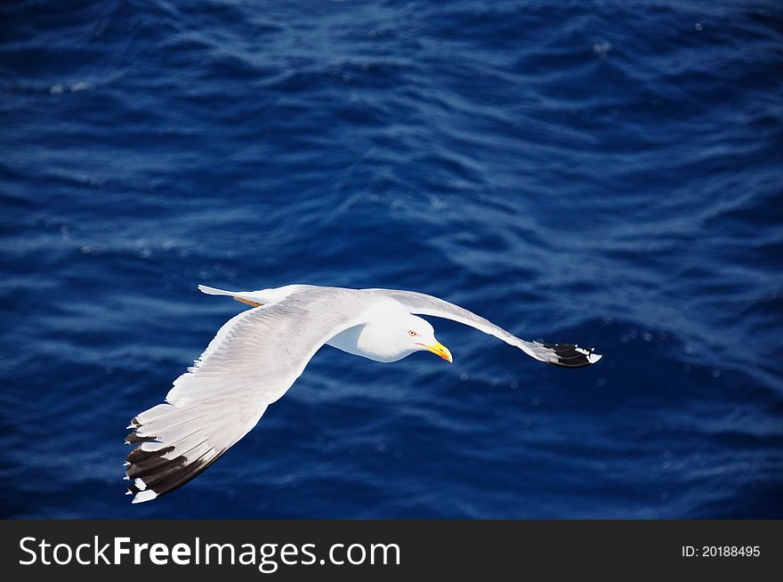 Sea gull flying on the sea. Sea gull flying on the sea