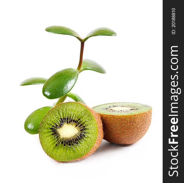 Ripe kiwi isolated on a white background