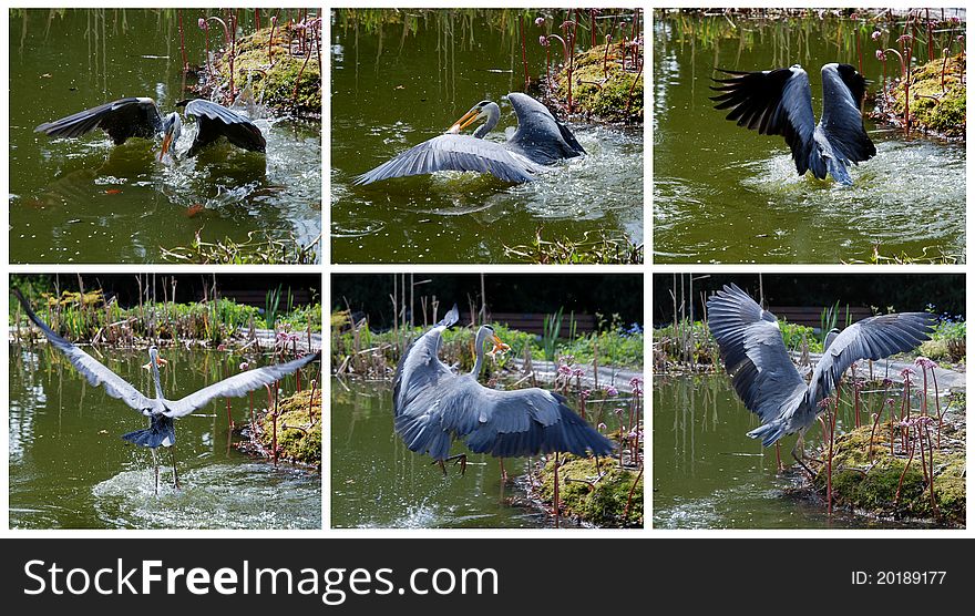 The Grey Heron Successfully Cought A Fish
