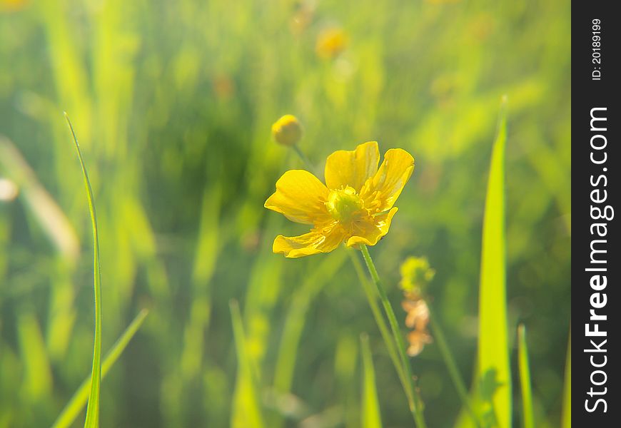 Yellow buttercup on summer green meadow