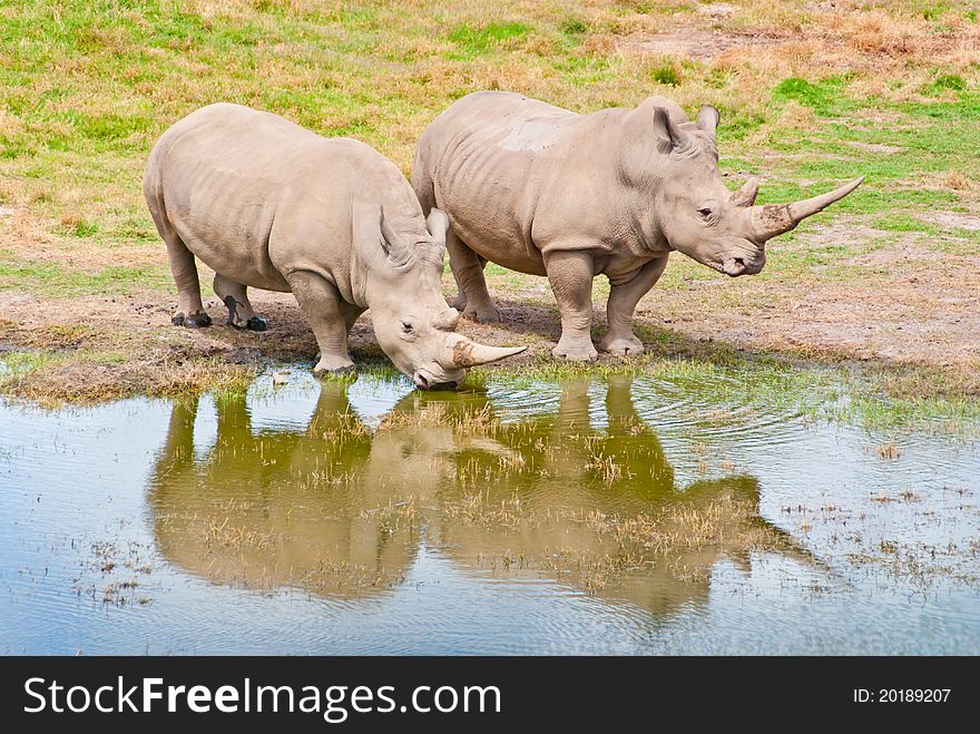 Rhino Couple At Watersedge. The Animals are reflected on the water. Rhino Couple At Watersedge. The Animals are reflected on the water