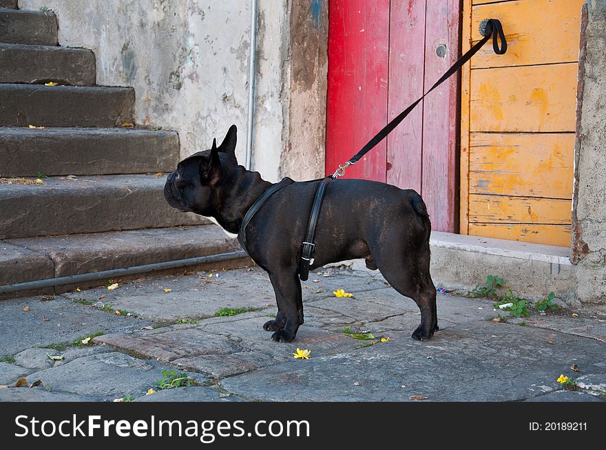 French Bulldog related to colored doors