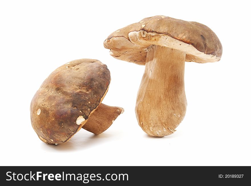 Freshly picked edible mushrooms isolated on white background