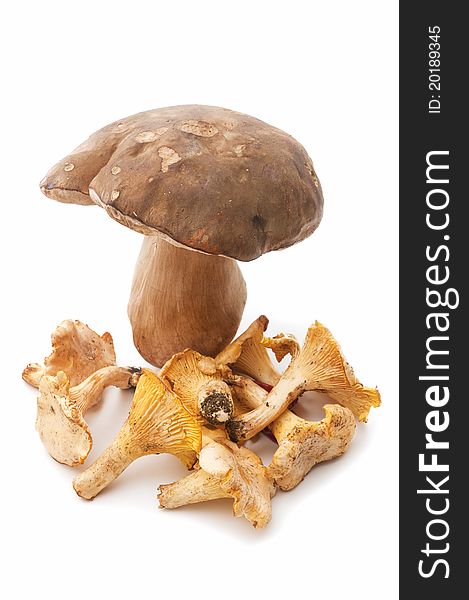 Freshly picked edible mushrooms isolated on white background