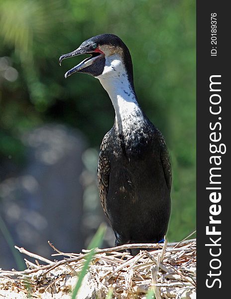 Adult Female Cormorant Sitting On Nest