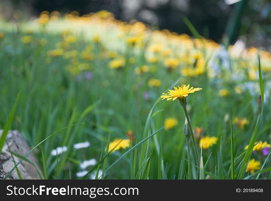 Dandelion green lawn in the spring of. Dandelion green lawn in the spring of