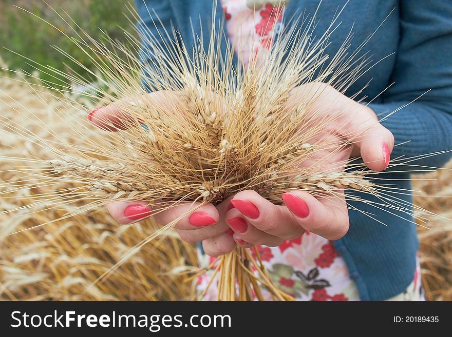 Wheat and hands переред a haymaking. Wheat and hands переред a haymaking