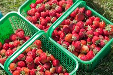 Strawberry Baskets Stock Photo