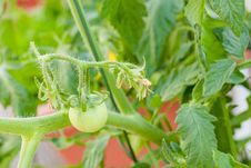 Green Tomato Vine Stock Photography