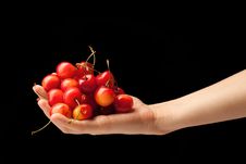 Handful Of Sweet Cherries On A Female Hand Royalty Free Stock Photo
