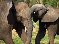 Elephants Playing Royalty Free Stock Photos Elephants Playing Royalty Free Stock Photos