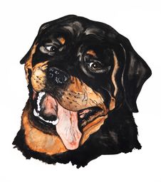 Portrait Of A Rottweiler. Drawing Watercolor Stock Photo