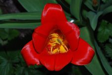 Red Tulip Close Up Stock Photo