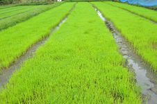 Rice Field Royalty Free Stock Photography Rice Field Royalty Free Stock Photography