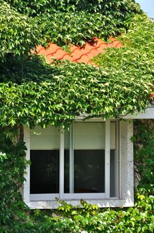 Villa Covered By Green Plant And Window Royalty Free Stock Photography Villa Covered By Green Plant And Window Royalty Free Stock Photography