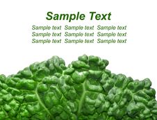 Savoy Cabbage Stock Image Savoy Cabbage Stock Image