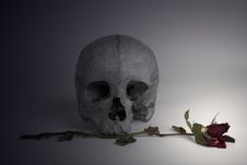 Skull And Withered Rose Royalty Free Stock Photo