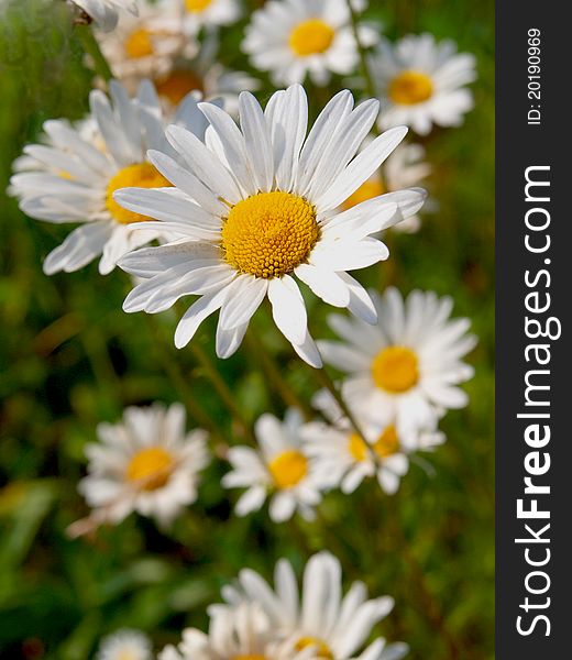 Young white daisies on a background of ripe green. Young white daisies on a background of ripe green